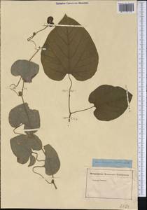 Aristolochia macrophylla Lam., Америка (AMER) (Неизвестно)