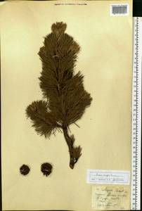 Сосна обыкновенная L., Восточная Европа, Западно-Украинский район (E13) (Украина)