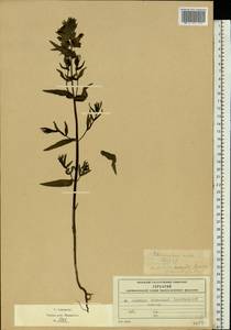 Rhinanthus serotinus var. vernalis (N. W. Zinger) Janch., Восточная Европа, Московская область и Москва (E4a) (Россия)
