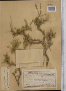 Collinosalsola arbusculiformis (Drobnick), Средняя Азия и Казахстан, Муюнкумы, Прибалхашье и Бетпак-Дала (M9) (Казахстан)