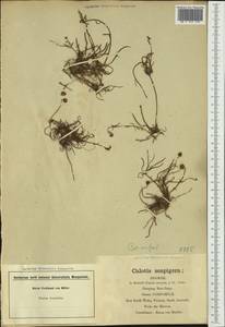Calotis scapigera Hook., Австралия и Океания (AUSTR) (Австралия)