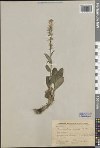 Долгоног снеговой (Pall.) W.T.Aiton, Сибирь, Центральная Сибирь (S3) (Россия)