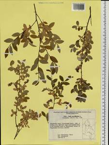 Ива черничная L., Сибирь, Чукотка и Камчатка (S7) (Россия)