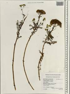 Gonospermum fruticosum (Buch) Less., Африка (AFR) (Испания)