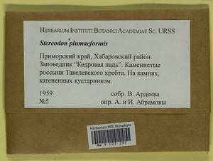 Calohypnum plumiforme (Wilson) Jan Kučera & Ignatov, Гербарий мохообразных, Мхи - Дальний Восток (без Чукотки и Камчатки) (B20) (Россия)