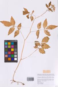 Сердечник трехнадрезанный (Lam. ex Poir.) B.M.G.Jones, Сибирь, Дальний Восток (S6) (Россия)