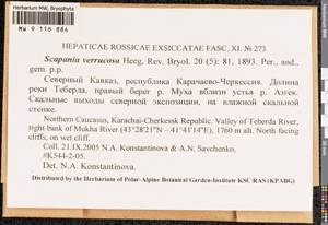 Scapania verrucosa Heeg, Гербарий мохообразных, Мхи - Северный Кавказ и Предкавказье (B12) (Россия)