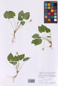 Фиалка Селькирка Pursh ex Goldie, Восточная Европа, Московская область и Москва (E4a) (Россия)