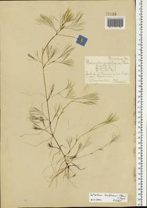 Лютик Кауфмана, Шелковник Кауфмана P.Clerc, Восточная Европа, Московская область и Москва (E4a) (Россия)