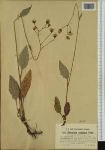 Hieracium maculatum subsp. approximatum (Jord.) Zahn, Западная Европа (EUR) (Чехия)