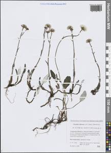 Эндоцеллион сибирский (J.F.Gmel.) J.Toman, Сибирь, Дальний Восток (S6) (Россия)