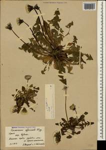 Одуванчик лекарственный Weber ex F. H. Wigg., Крым (KRYM) (Россия)