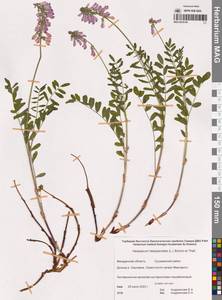 Копеечник Бранта Trautv. & C.A.Mey., Сибирь, Чукотка и Камчатка (S7) (Россия)