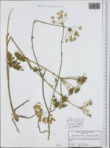 Kundmannia sicula (L.) DC., Западная Европа (EUR) (Италия)