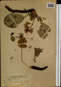 Бадан толстолистный (L.) Fritsch, Сибирь, Дальний Восток (S6) (Россия)