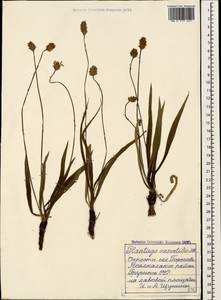 Plantago atrata subsp. spadicea Pilg., Кавказ, Грузия (K4) (Грузия)