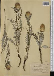 Rhaponticum coniferum (L.) Greuter, Западная Европа (EUR) (Италия)