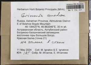 Grimmia anodon Bruch & Schimp., Гербарий мохообразных, Мхи - Нижний Дон и Нижняя Волга (B11) (Россия)
