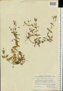 Звездчатка средняя, Мокрица (L.) Vill., Восточная Европа, Северо-Западный район (E2) (Россия)