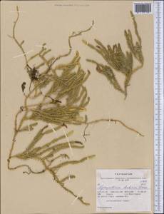 Spinulum annotinum subsp. alpestre (Hartm.) Uotila, Америка (AMER) (США)