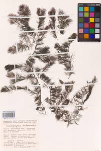 Роголистник светло-зеленый L., Восточная Европа, Ростовская область (E12a) (Россия)