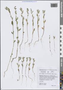Марь белая L., Сибирь, Прибайкалье и Забайкалье (S4) (Россия)