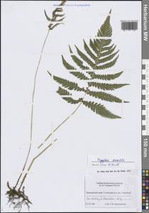 Фегоптерис связывающий, Буковник обыкновенный (Michx.) Watt, Сибирь, Дальний Восток (S6) (Россия)