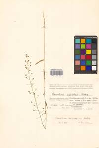 Рыжик мелкоплодный Andrz. ex DC., Восточная Европа, Нижневолжский район (E9) (Россия)