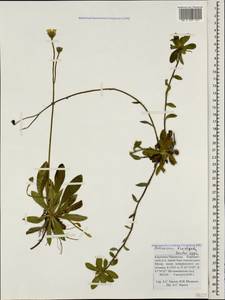 Pilosella acutifolia subsp. acutifolia, Кавказ, Ставропольский край, Карачаево-Черкесия, Кабардино-Балкария (K1b) (Россия)