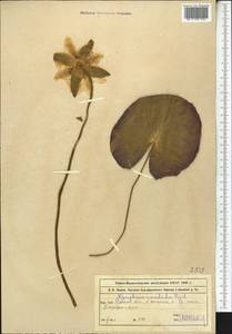 Кувшинка белоснежная C. Presl, Средняя Азия и Казахстан, Муюнкумы, Прибалхашье и Бетпак-Дала (M9) (Казахстан)