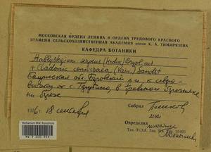 Amblystegium serpens (Hedw.) Schimp., Гербарий мохообразных, Мхи - Центральное Нечерноземье (B6) (Россия)