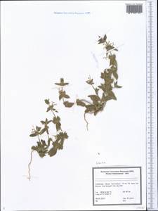 Lamiaceae, Средняя Азия и Казахстан, Памир и Памиро-Алай (M2) (Узбекистан)