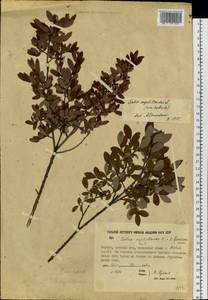 Ива черничная L., Сибирь, Якутия (S5) (Россия)