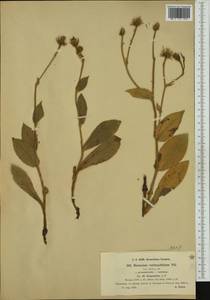 Hieracium verbascifolium subsp. thapsoides (Arv.-Touv.) Zahn, Западная Европа (EUR) (Франция)
