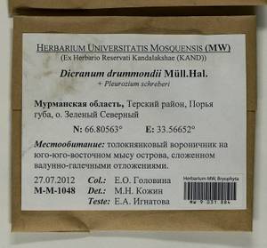 Dicranum drummondii Müll. Hal., Гербарий мохообразных, Мхи - Карелия, Ленинградская и Мурманская области (B4) (Россия)