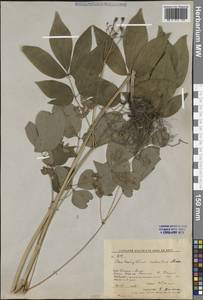 Стеблелист мощный Maxim., Сибирь, Дальний Восток (S6) (Россия)