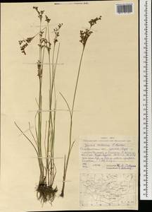 Ситник орхонский Novikov, Монголия (MONG) (Монголия)