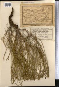 Хондрилла Боссэ Iljin, Средняя Азия и Казахстан, Муюнкумы, Прибалхашье и Бетпак-Дала (M9) (Казахстан)