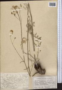 Ферула Федченко Koso-Pol., Средняя Азия и Казахстан, Памир и Памиро-Алай (M2) (Таджикистан)