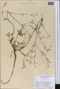 Тмин обыкновенный L., Средняя Азия и Казахстан, Северный и Центральный Тянь-Шань (M4) (Киргизия)