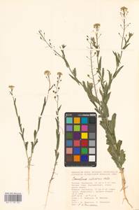 Рыжик мелкоплодный Andrz. ex DC., Восточная Европа, Нижневолжский район (E9) (Россия)