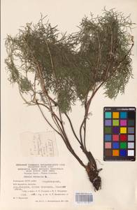 Горицвет весенний, Адонис весенний L., Восточная Европа, Восточный район (E10) (Россия)