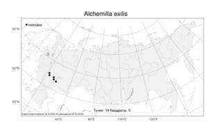 Alchemilla exilis, Манжетка тощая Juz., Атлас флоры России (FLORUS) (Россия)
