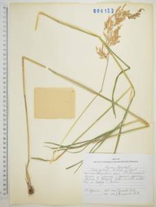 Вейник пурпурный (Trin.) Trin., Сибирь, Дальний Восток (S6) (Россия)