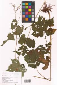 Таволга гладчайшая (Nakai) Nakai, Сибирь, Дальний Восток (S6) (Россия)