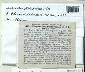 Harpanthus flotovianus (Nees) Nees, Гербарий мохообразных, Мхи - Западная Европа (BEu) (Германия)