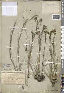 Пустынница ситниковая (M.Bieb.) Fenzl, Сибирь, Прибайкалье и Забайкалье (S4) (Россия)