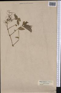 Commelina diffusa Burm.f., Америка (AMER) (Неизвестно)