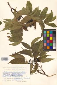 Бархат амурский Rupr., Сибирь, Дальний Восток (S6) (Россия)