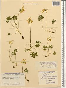 Corydalis emanueli C. A. Mey., Кавказ, Северная Осетия, Ингушетия и Чечня (K1c) (Россия)